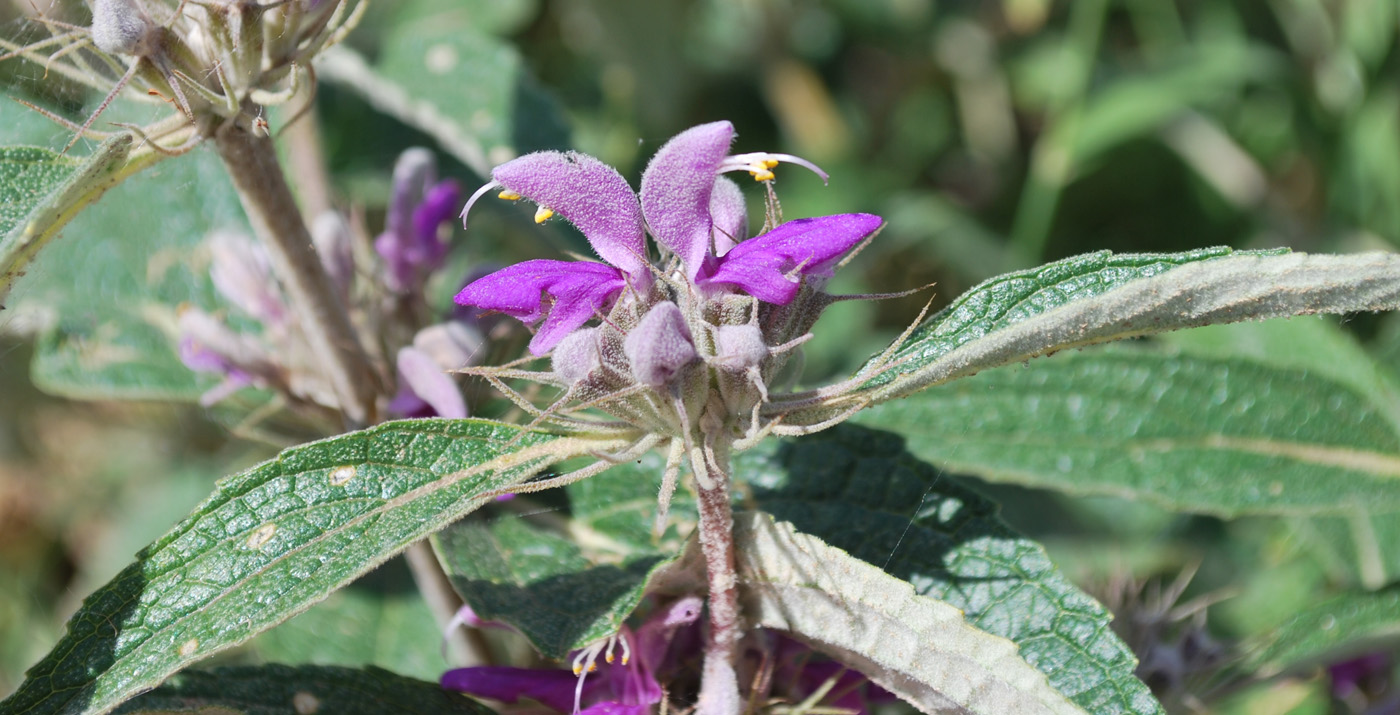 Изображение особи Phlomis regelii.