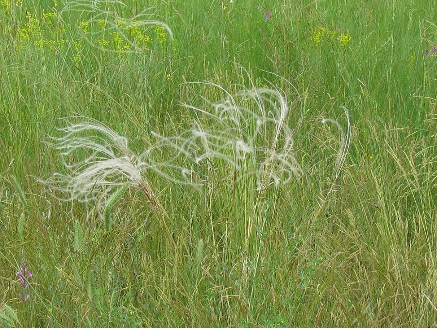 Image of Stipa pennata specimen.