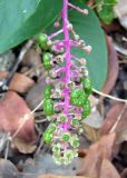 Phytolacca americana. Отцветающее соцветие с развивающимися плодами. Хорватия, Приморье - Горски Котар, г. Опатия, небольшой пустырь между строениями. 07.09.2012.