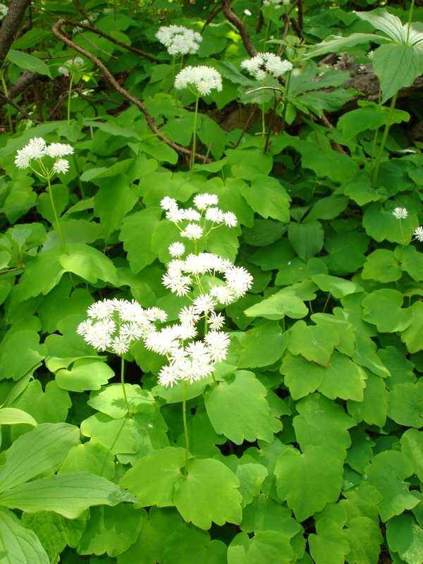 Image of Thalictrum filamentosum specimen.