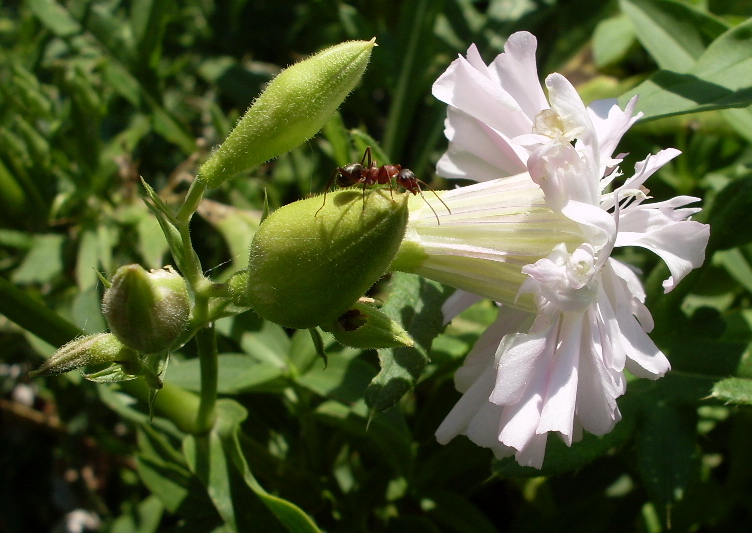 Image of Saponaria officinalis f. pleniflora specimen.