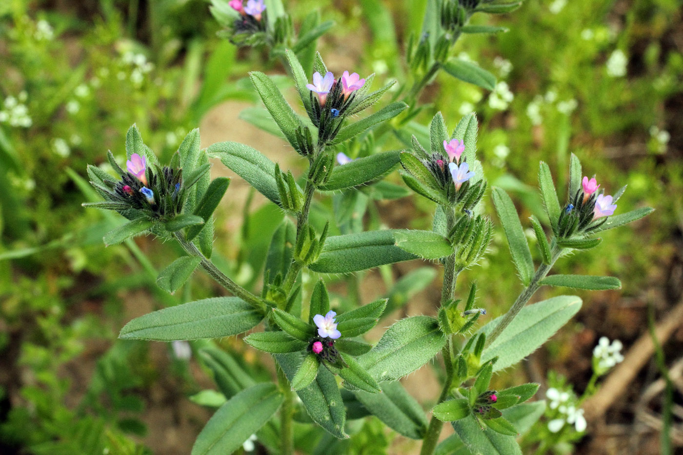 Image of Buglossoides arvensis specimen.