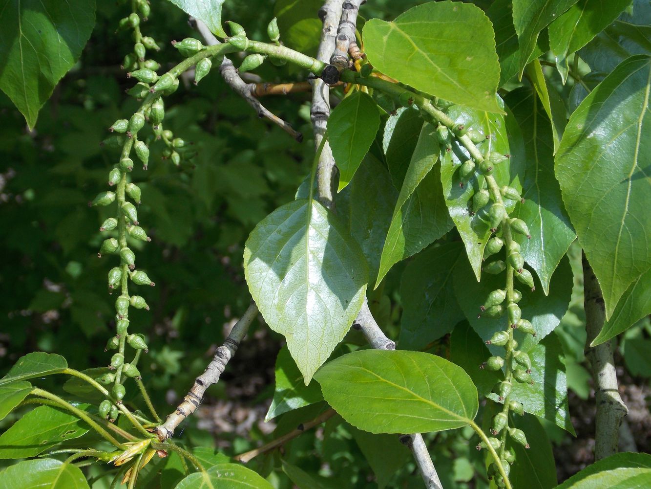 Изображение особи Populus &times; sibirica.