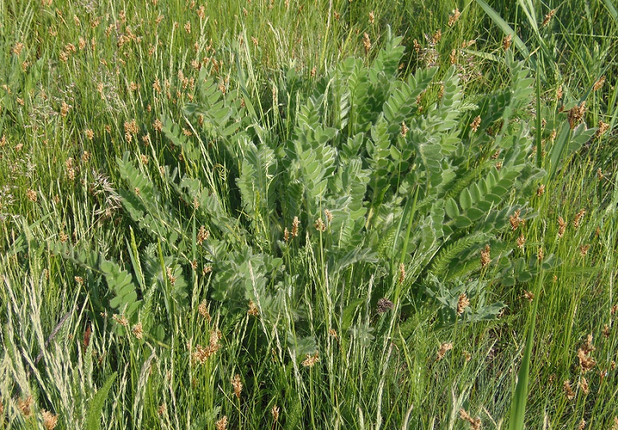 Изображение особи Astragalus pubiflorus.