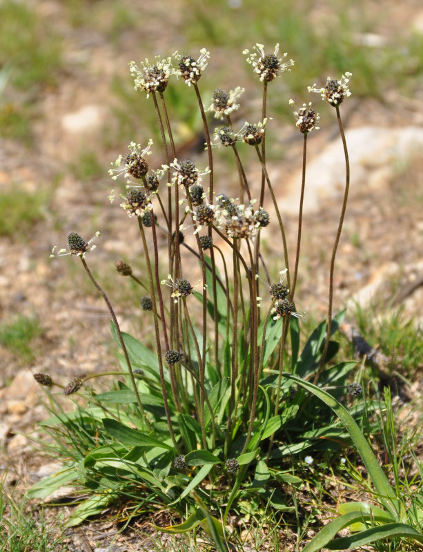 Image of Plantago lanceolata specimen.