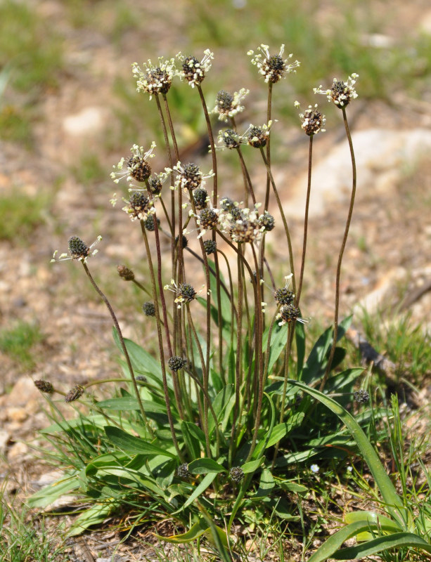 Изображение особи Plantago lanceolata.