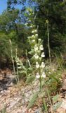 Scutellaria albida. Соцветие. Южный берег Крыма, мыс Никитин, в лесу. 22.05.2013.