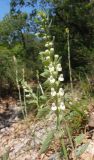 Scutellaria albida. Соцветие. Южный берег Крыма, мыс Никитин, в лесу. 22.05.2013.