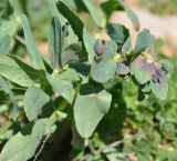 Cerinthe minor. Верхушка побега с распускающимся соцветием. Армения, Вайоц Дзор, окр. монастыря Спитакавор, каменистый сухой склон. 02.05.2013.