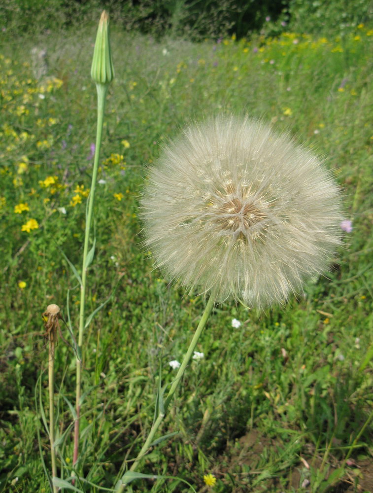 Image of Tragopogon dubius ssp. major specimen.