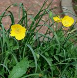 Papaver cambricum