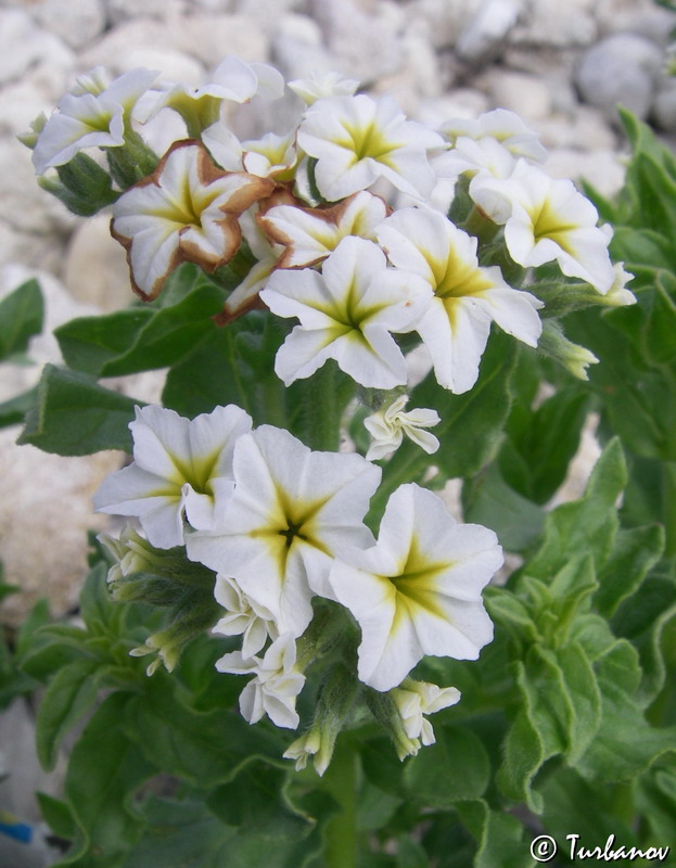 Image of Argusia sibirica specimen.