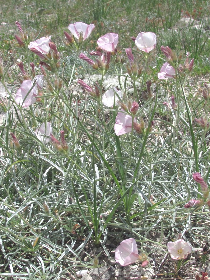 Image of Convolvulus sericocephalus specimen.