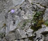 Campanula rotundifolia