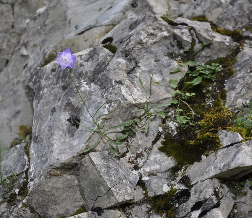 Изображение особи Campanula rotundifolia.
