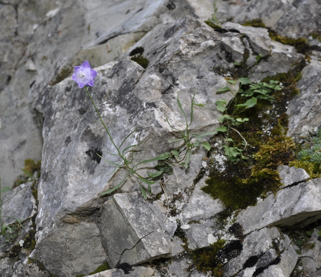 Image of Campanula rotundifolia specimen.