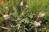 Oxytropis setosa