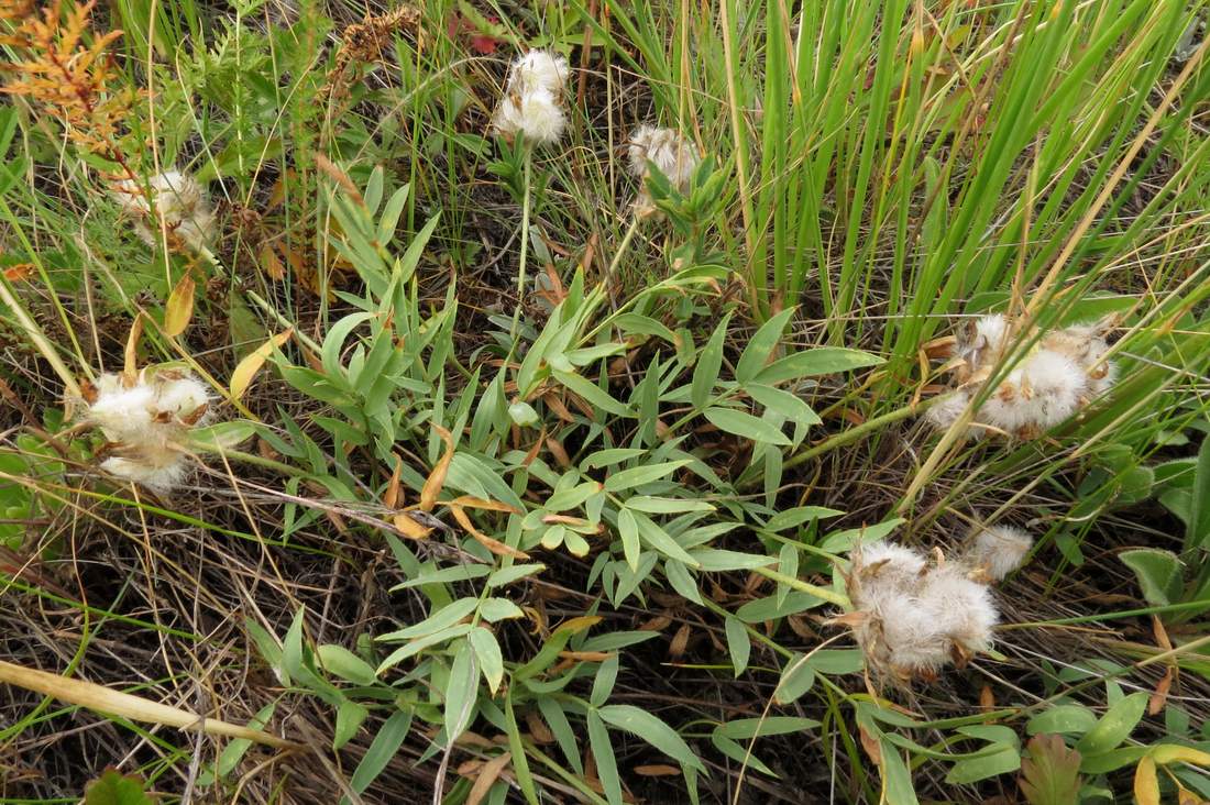 Изображение особи Oxytropis setosa.