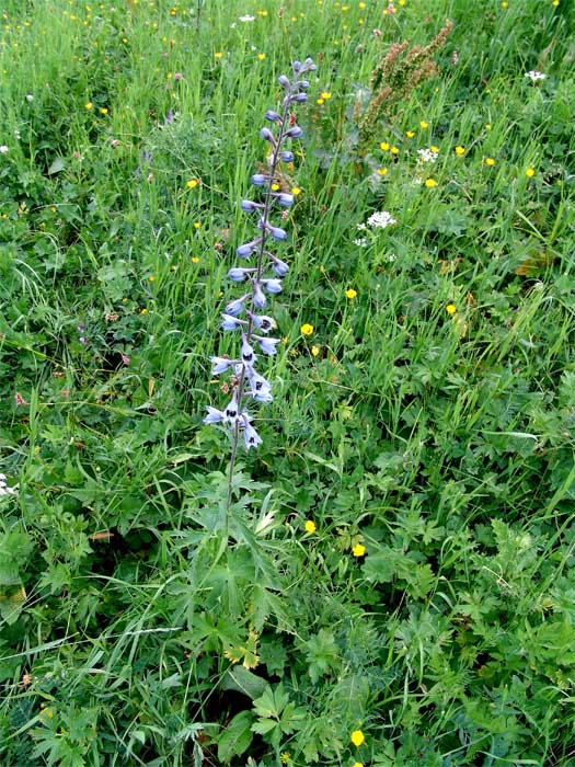 Изображение особи Delphinium dasycarpum.