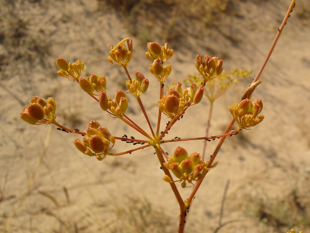 Изображение особи Peucedanum ruthenicum.