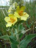 Verbascum ovalifolium