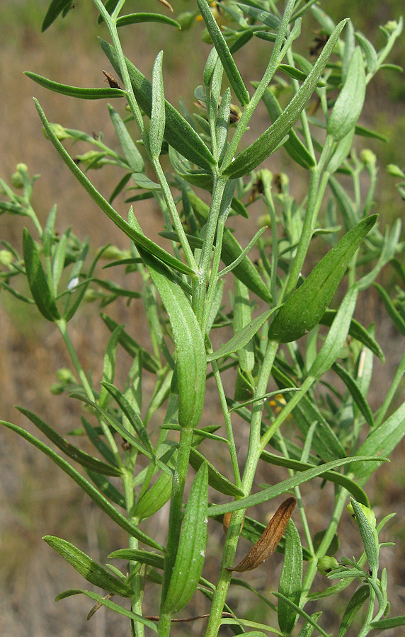 Image of Galatella biflora specimen.