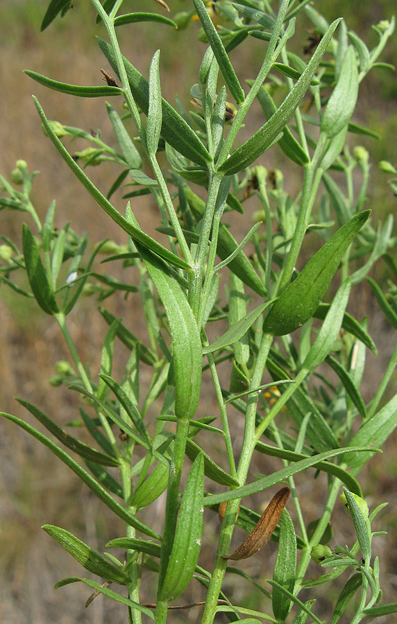 Изображение особи Galatella biflora.