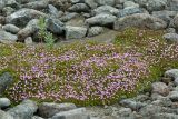 Silene acaulis. Куртина цветущих растений на каменистой россыпи. Кольский п-ов, Хибины, подножие у южного склона массива Кукисвумчорр. 18.06.2013.