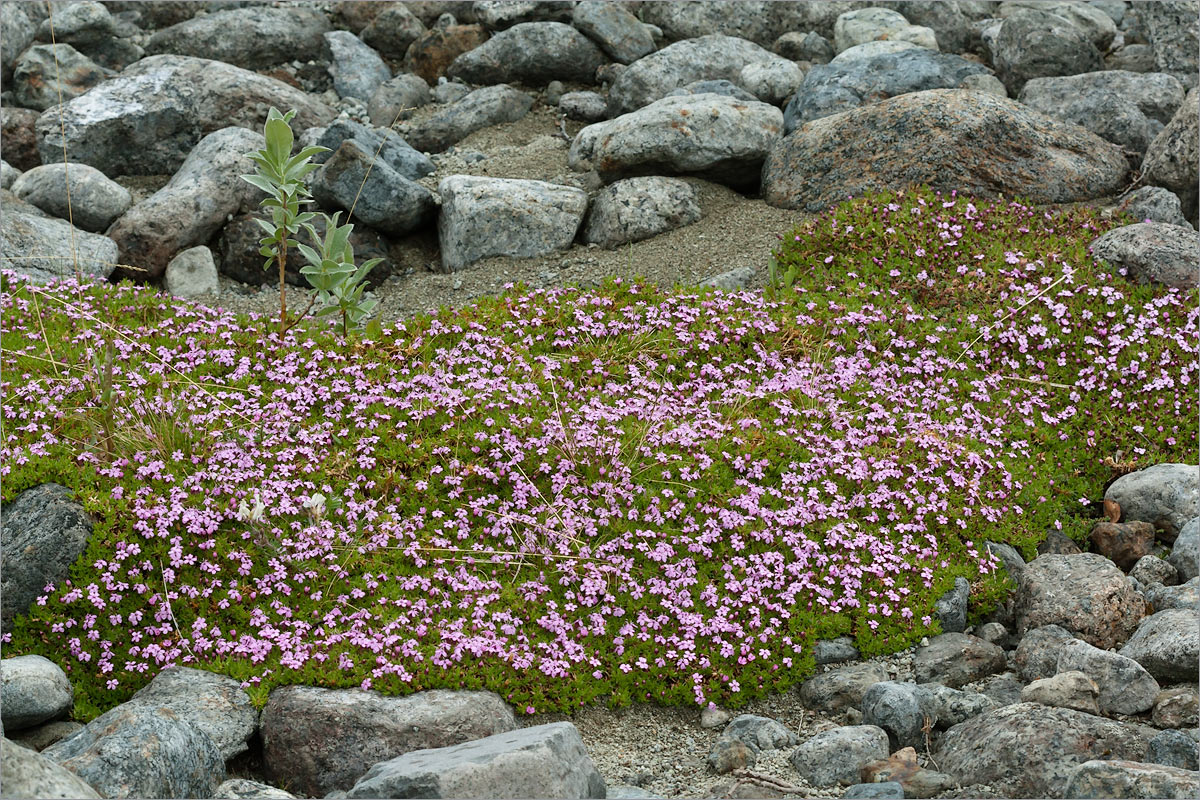 Изображение особи Silene acaulis.