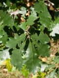 Quercus macrocarpa