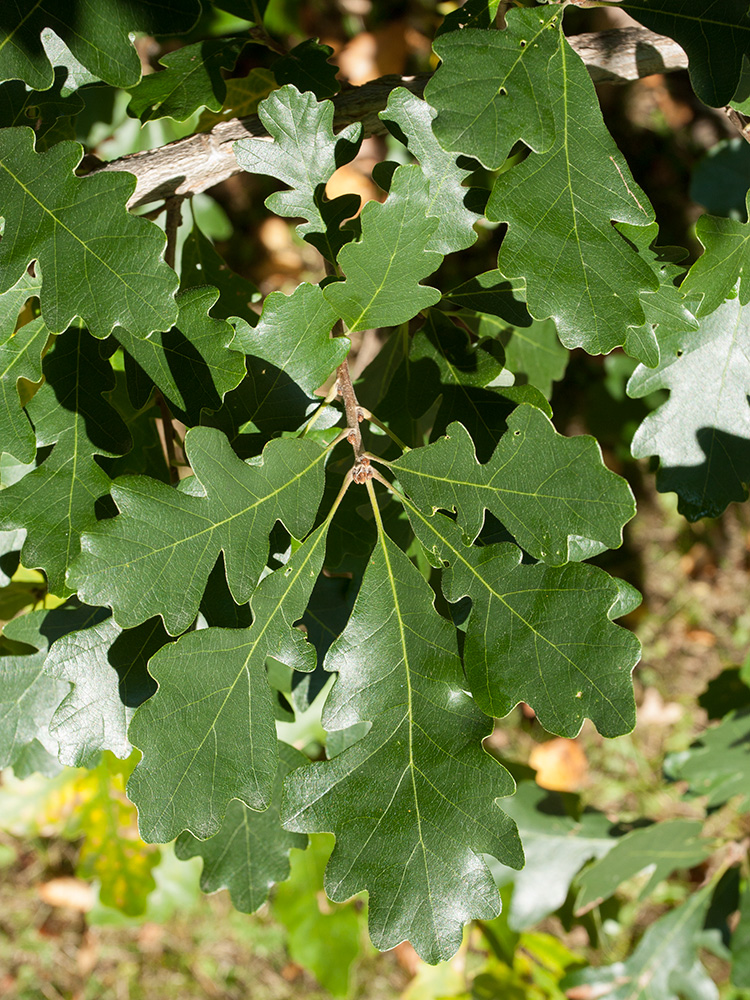 Image of Quercus macrocarpa specimen.