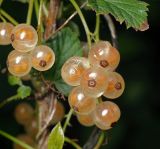 Ribes rubrum