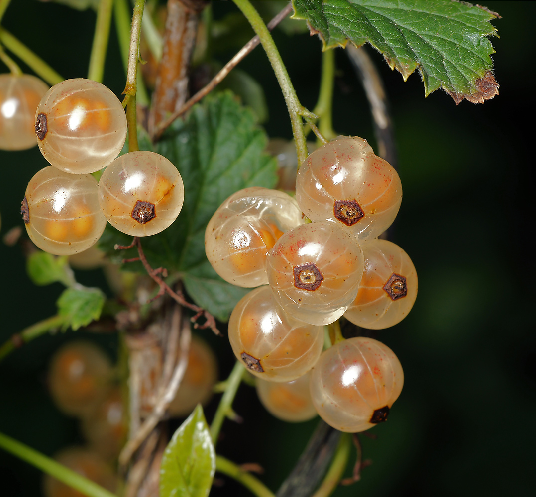 Image of Ribes rubrum specimen.
