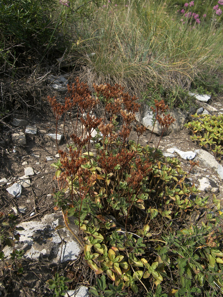 Изображение особи Sedum spurium.