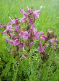 Pedicularis uliginosa. Цветущее растение. Республика Бурятия, Баунтовский эвенкийский р-н, окр. пос. Северный, долина р. Има, речная терраса, сырой луг с кустарниками. 23.06.2013.