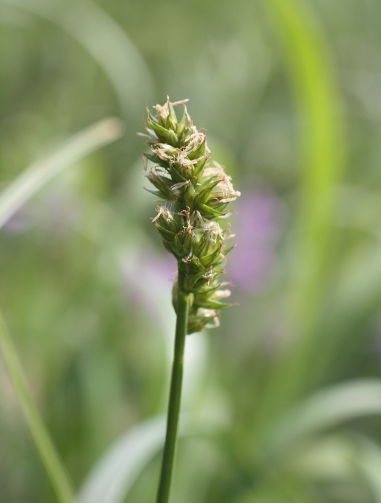 Image of genus Carex specimen.