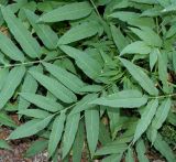 Sambucus ebulus. Листья. Германия, г. Дюссельдорф, Ботанический сад университета. 04.09.2013.