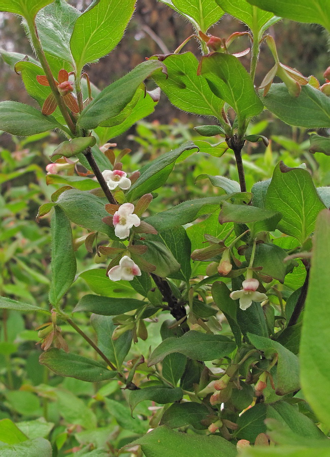 Image of Zabelia coreana specimen.