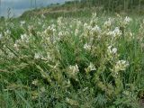 Oxytropis candicans