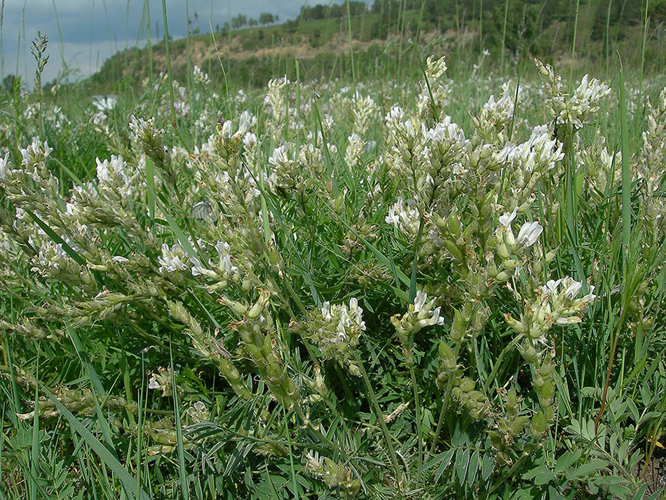 Image of Oxytropis candicans specimen.