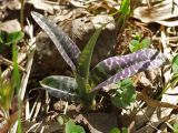 Dactylorhiza fuchsii