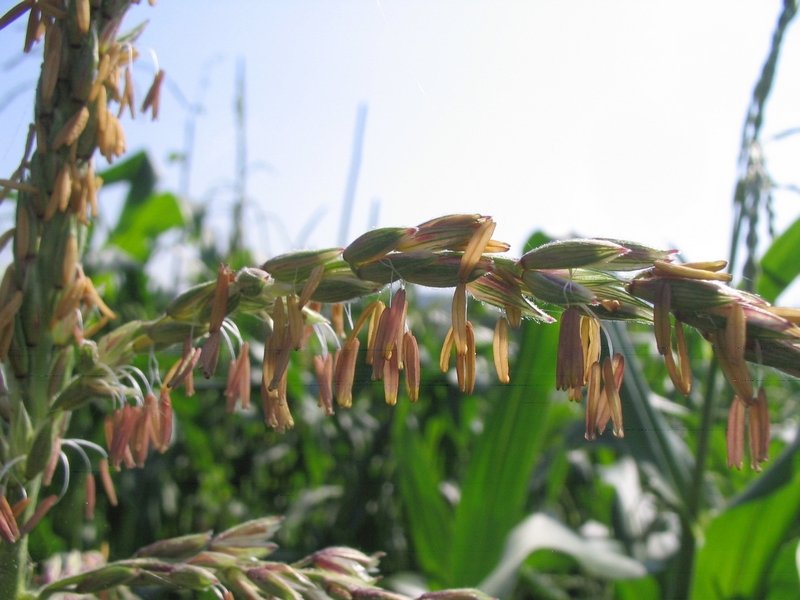 Image of Zea mays specimen.