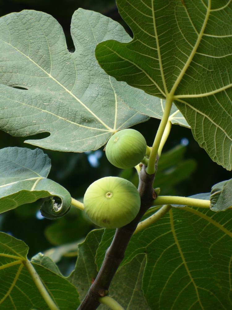 Image of Ficus carica specimen.