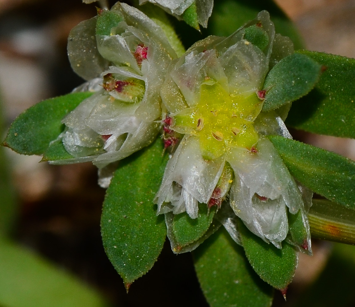 Image of Paronychia argentea specimen.