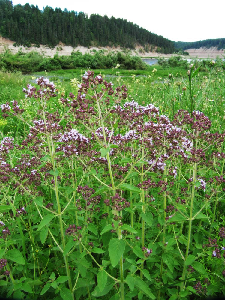 Изображение особи Origanum vulgare.