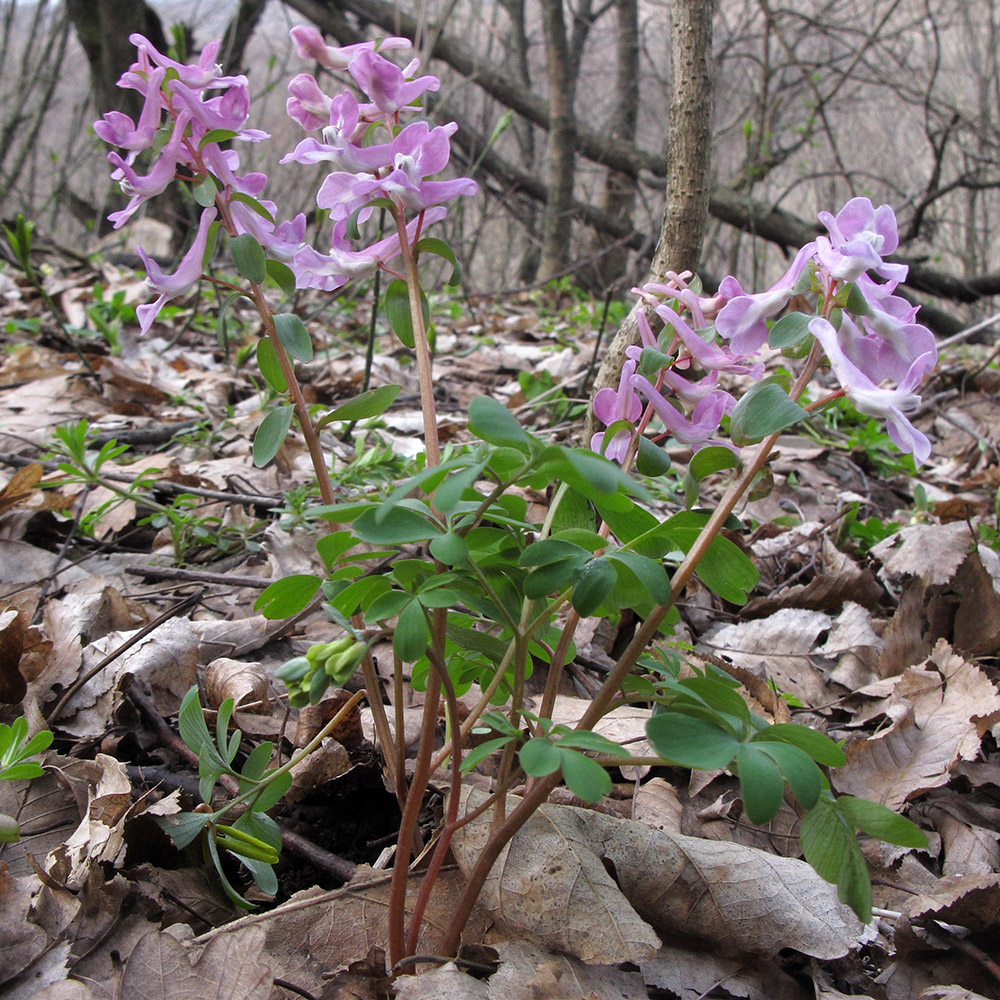 Изображение особи Corydalis caucasica.