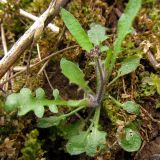 Arabidopsis arenosa