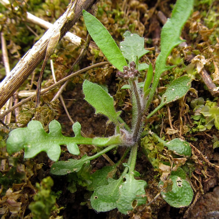 Изображение особи Arabidopsis arenosa.