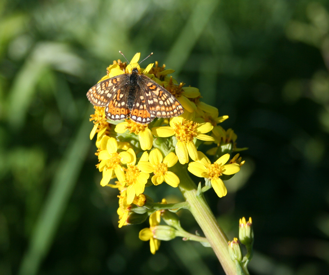 Изображение особи Ligularia altaica.