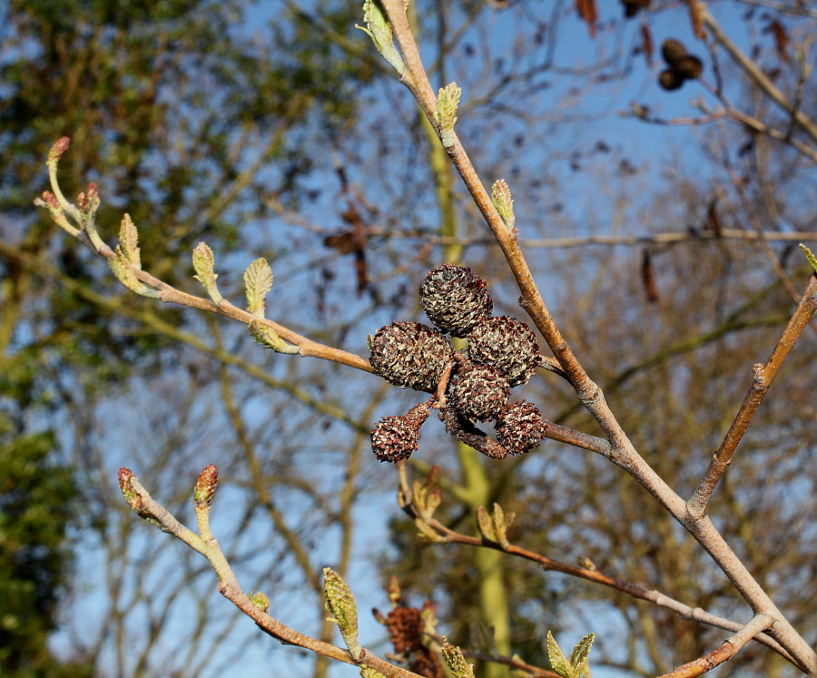 Image of Alnus japonica specimen.